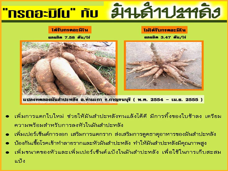 Test Result of Amino Acid to Cassava 